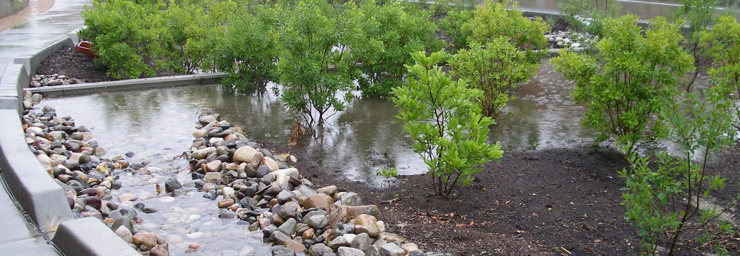 Rain Garden.jpg