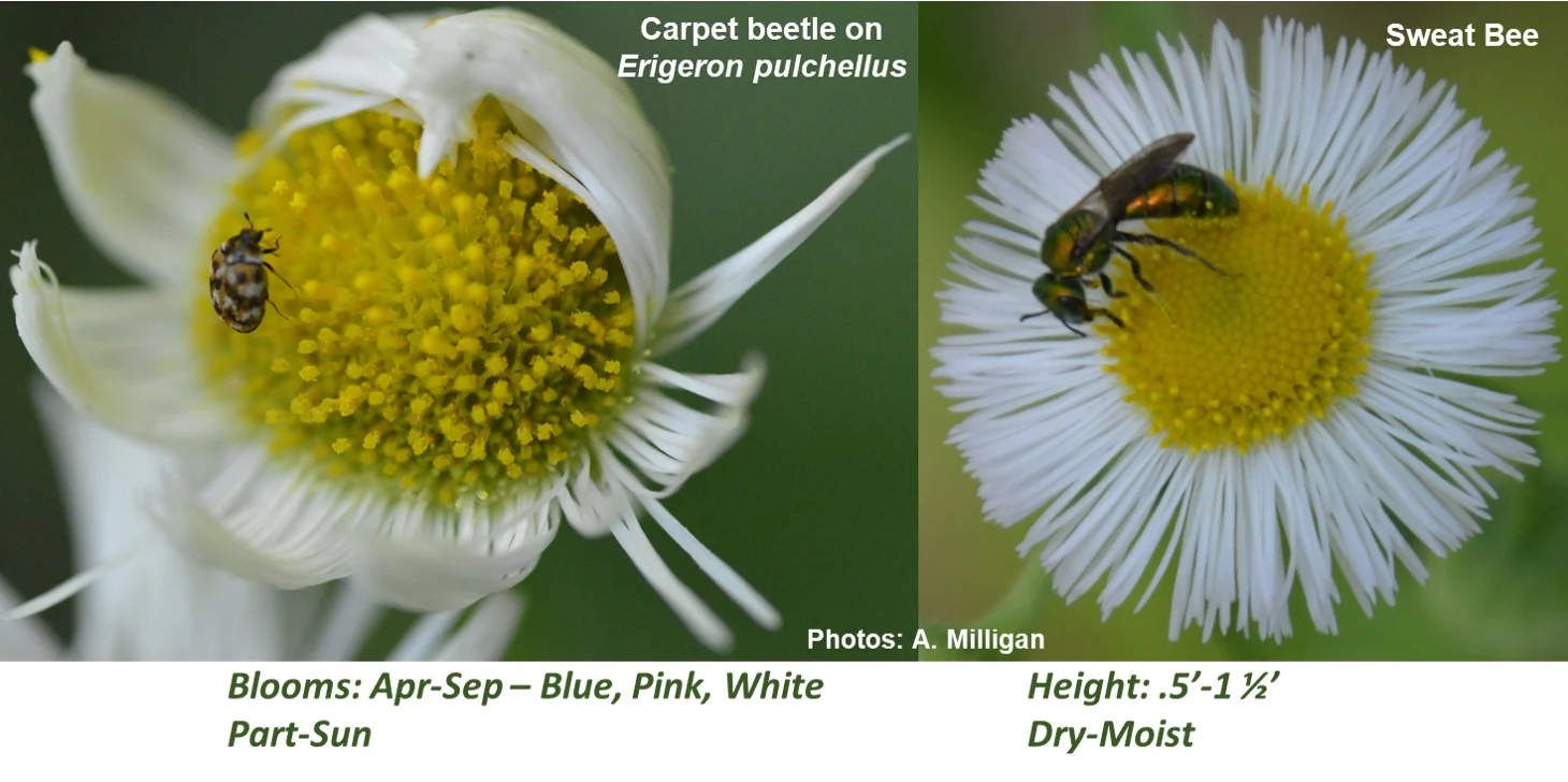 Erigeron_pulchellusMain.jpg