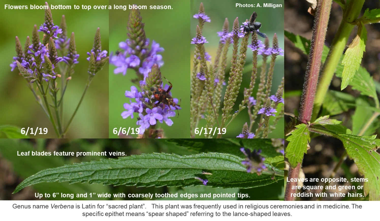 Verbena_hastata_Misc.jpg