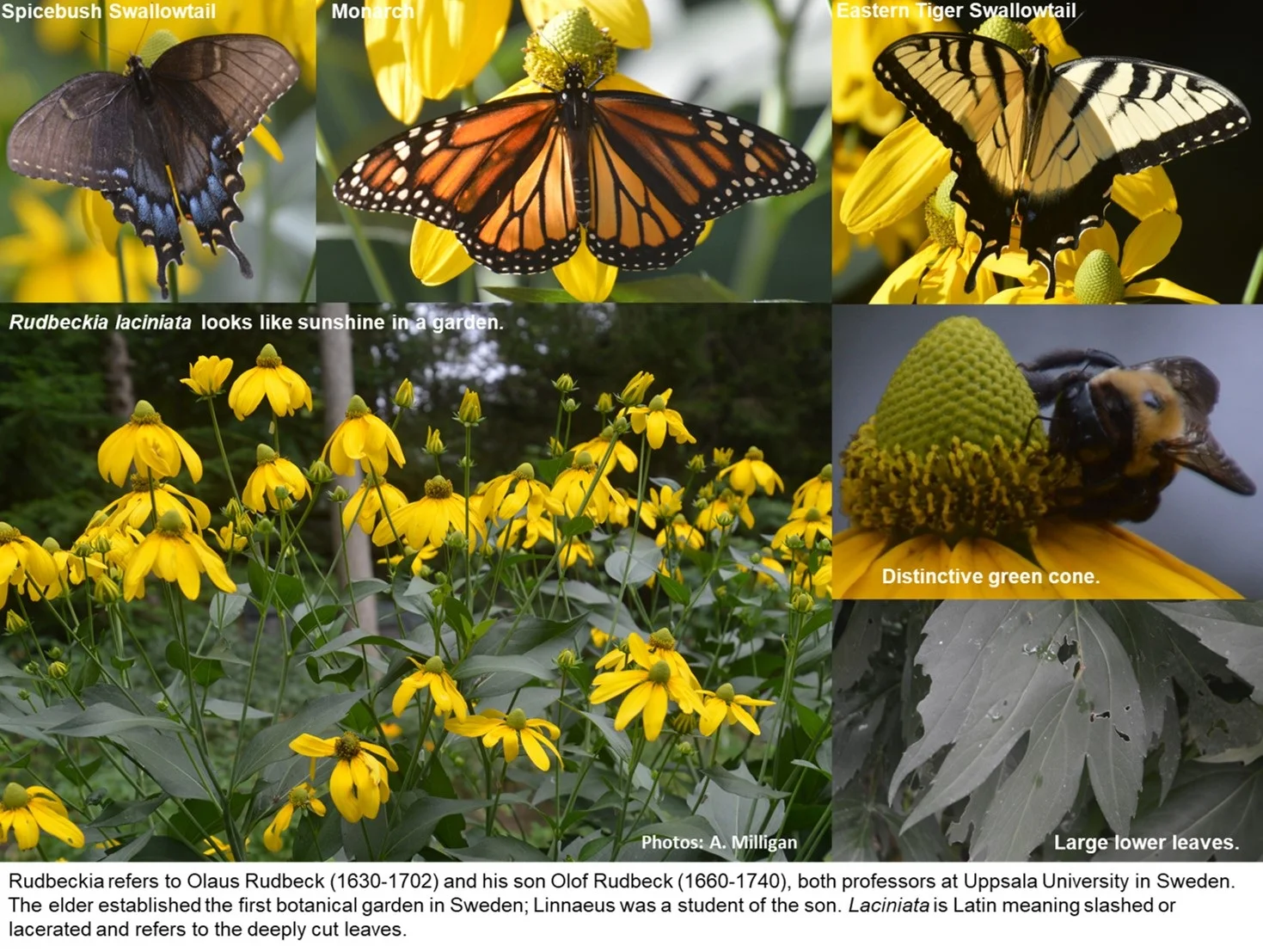 Rudbeckia_laciniata_Misc.jpg