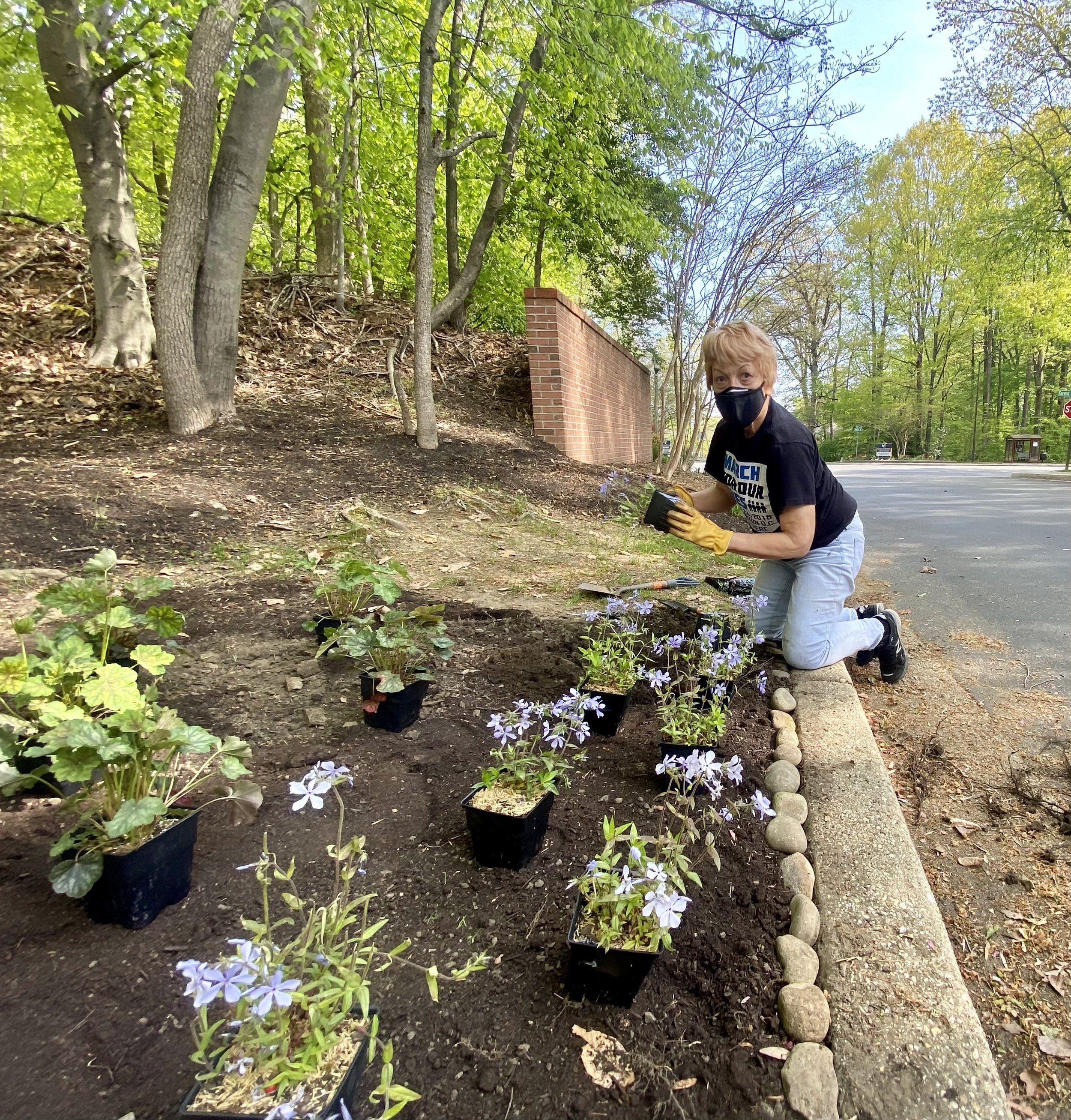 8_Carol_planting_woodland_phlox_bottom_of_slope.jpg