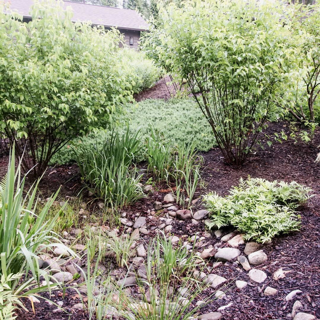 Rain Gardens