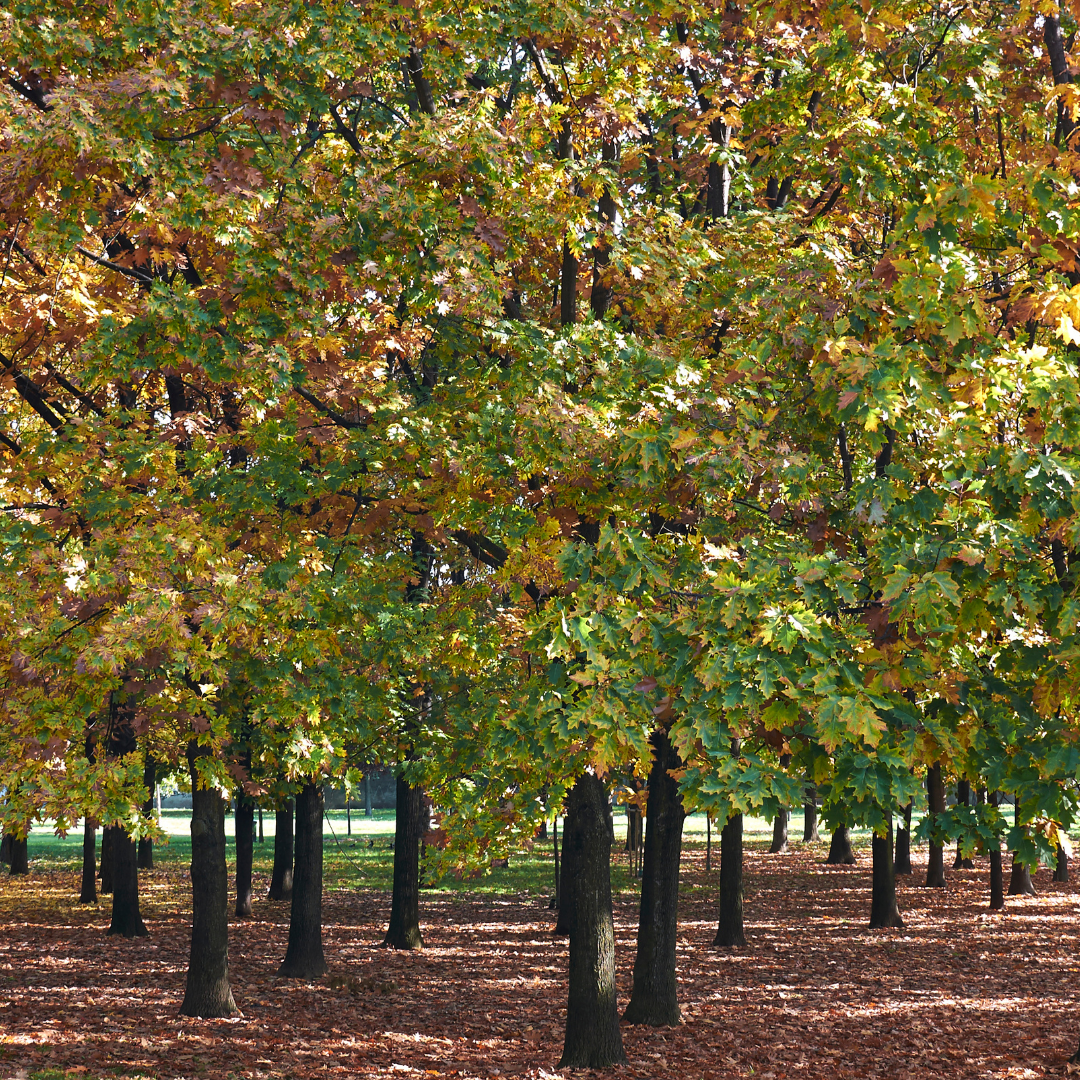 Native Trees