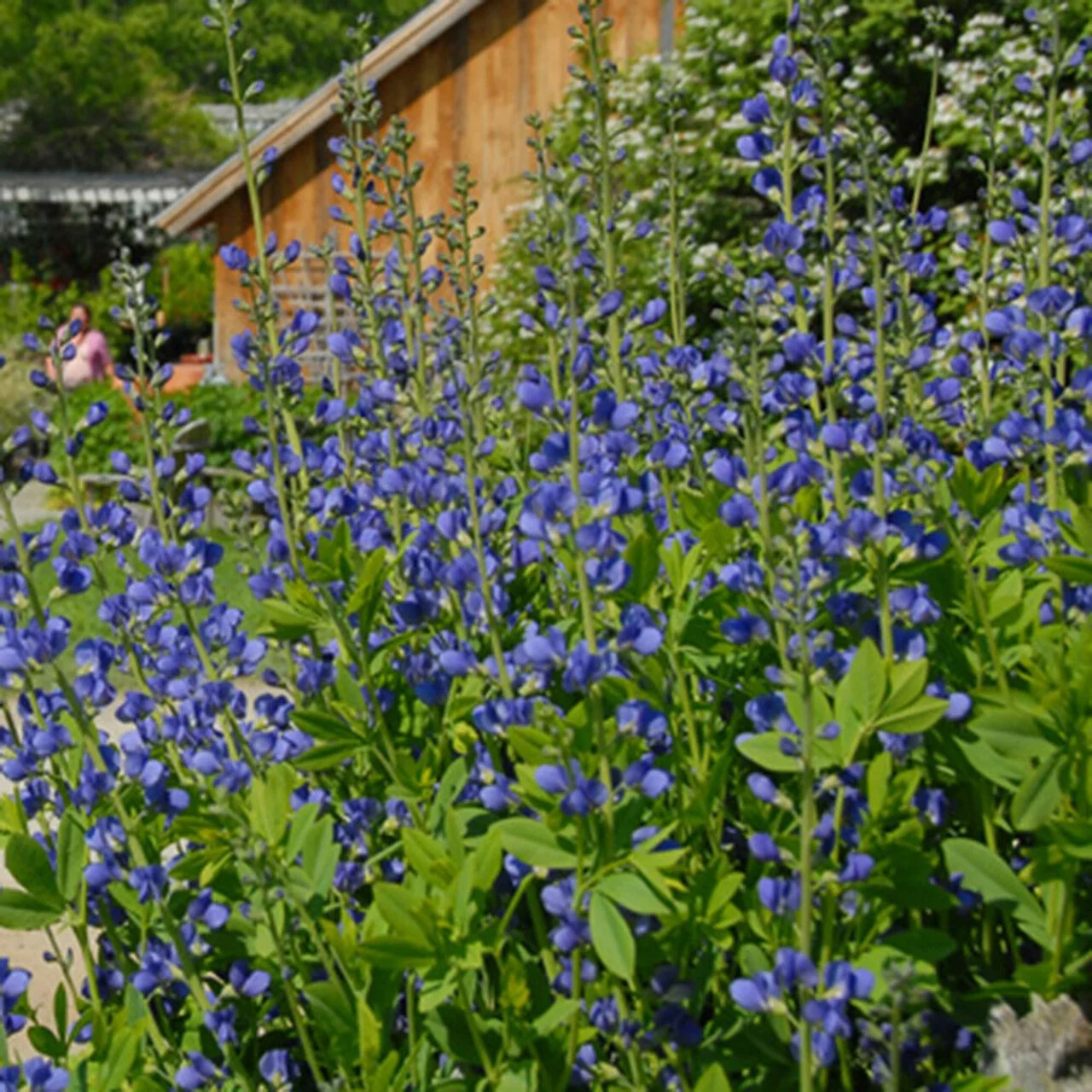 Latin for Gardeners: May 2022