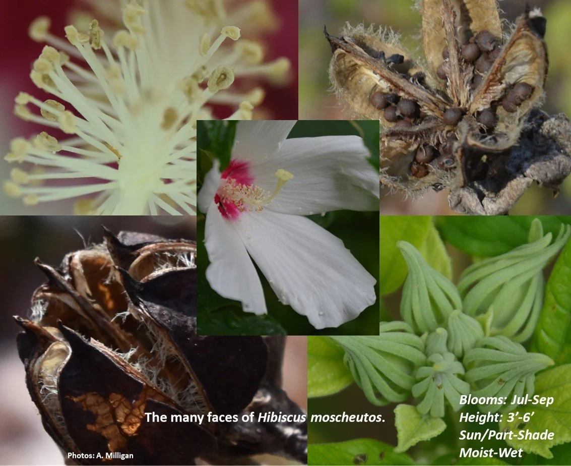 Latin for Gardeners: April 2023