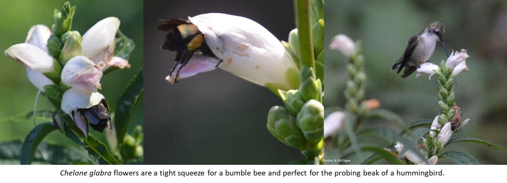 Latin For Gardeners: September 2023