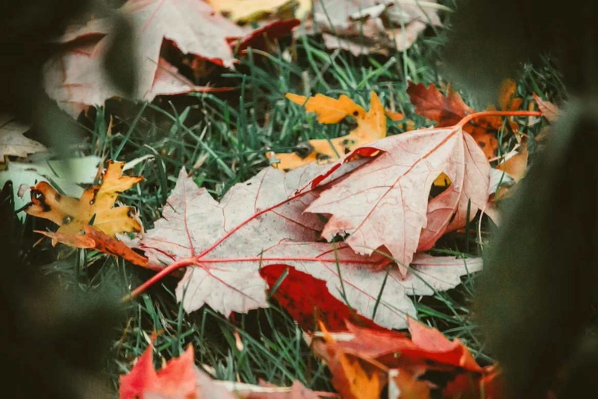 AACPL: Fall Yard Maintenance for our Birds and Bees