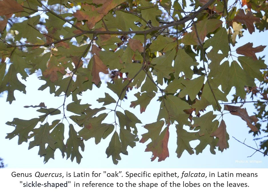 Latin for Gardeners: January 2024