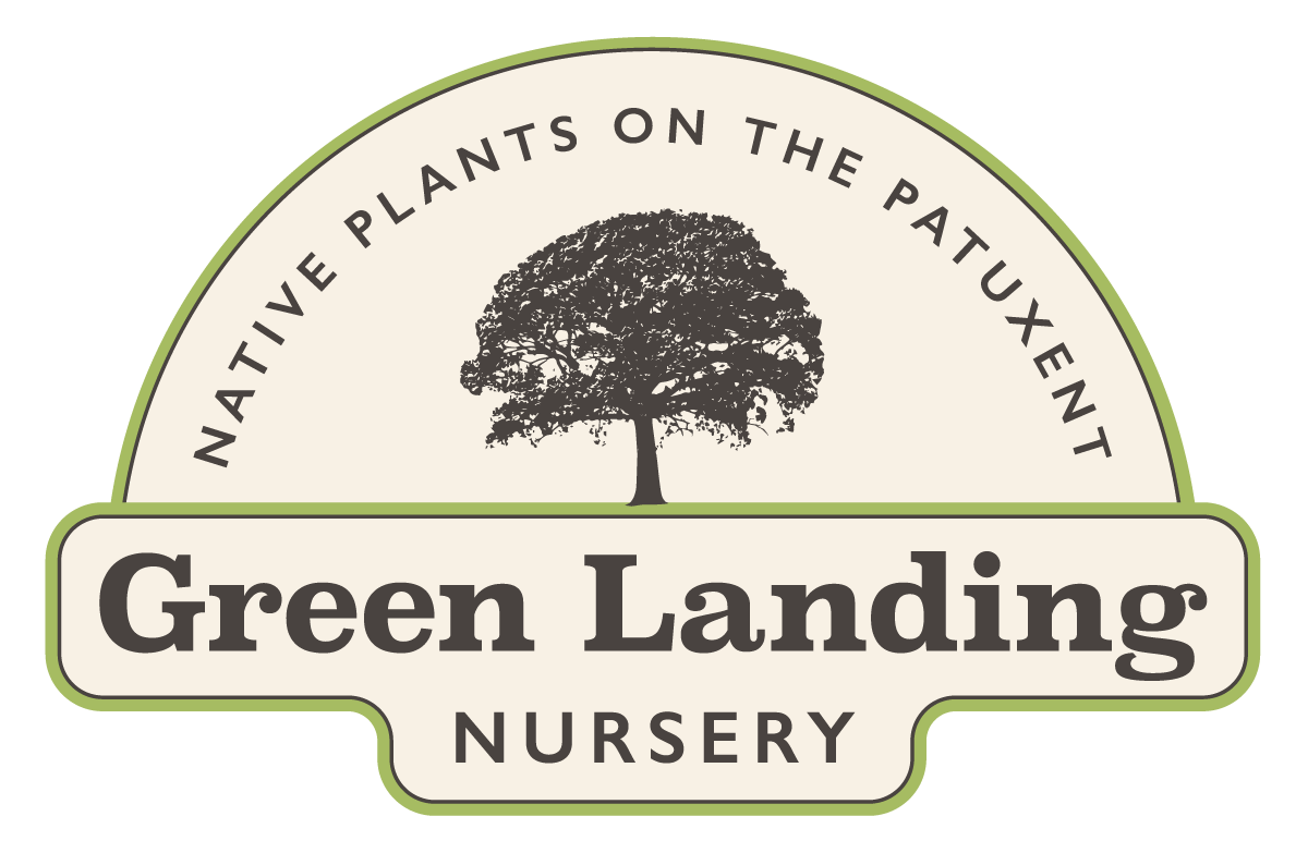 Native Plants on the Patuxent
