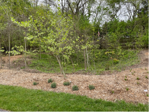 Forest Restoration Event