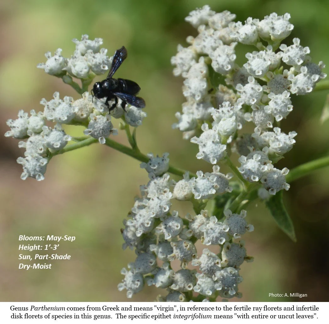 Latin for Gardeners: July 