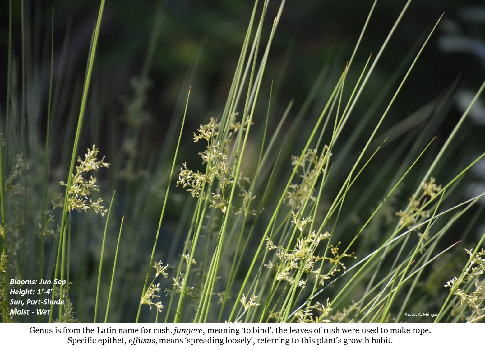 Latin for Gardeners: October 2024