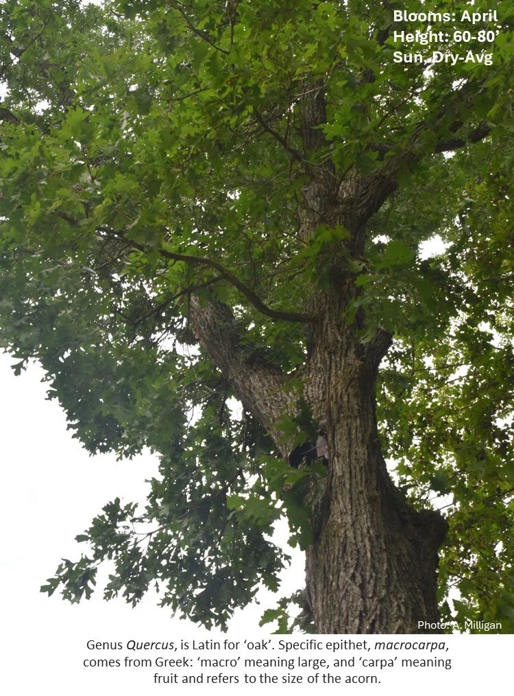 Latin for Gardeners: January 2025