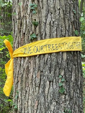The Woods in Winter Highlight the Ivy Problem