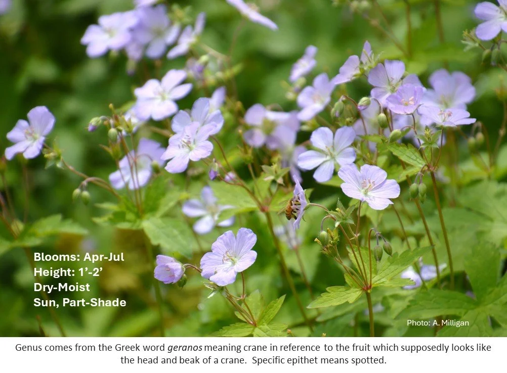                Latin for Gardeners: March 2025