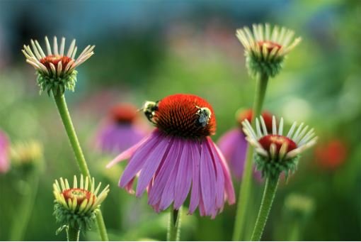 Bumble Bee Banquet Webinar