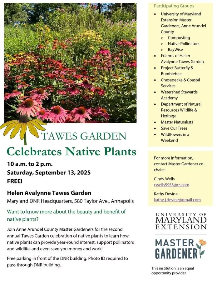 Tawes Garden Celebrates Native Plants