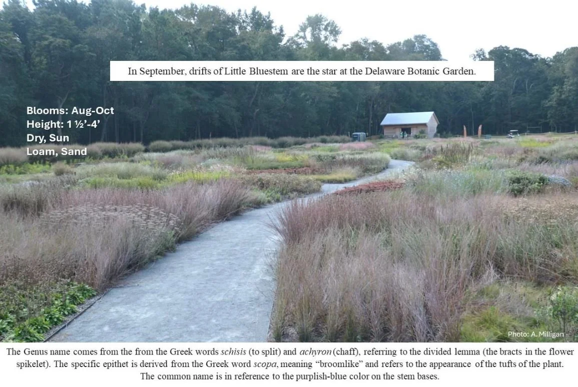 Latin for Gardeners: September 2025