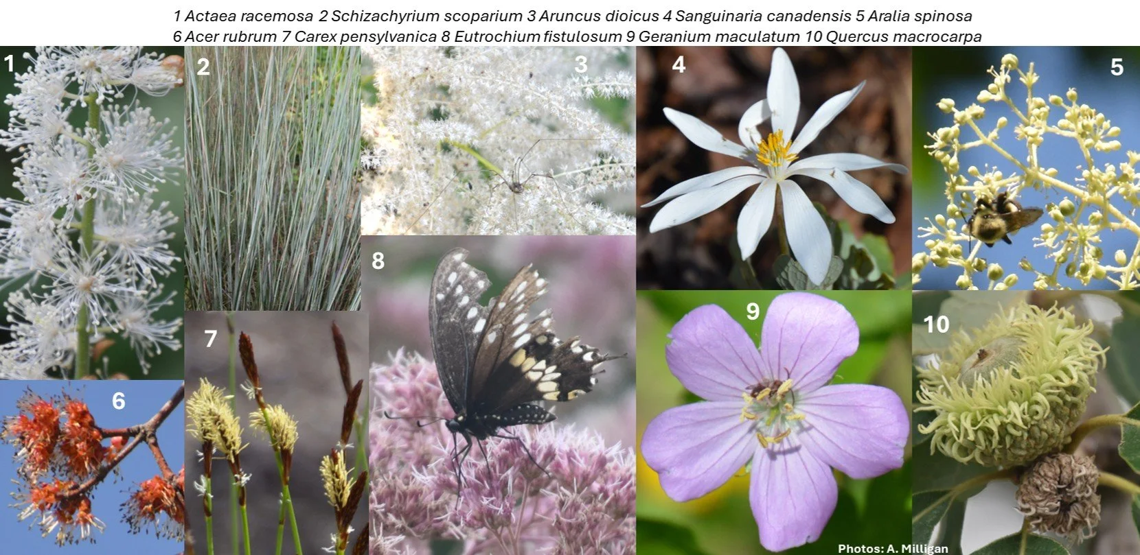 Latin for Gardeners: December End of Year Quiz!
