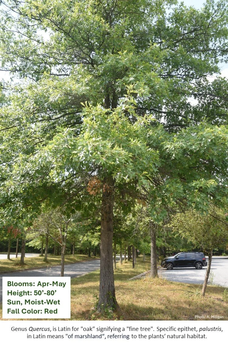 Latin for Gardeners: January 2026