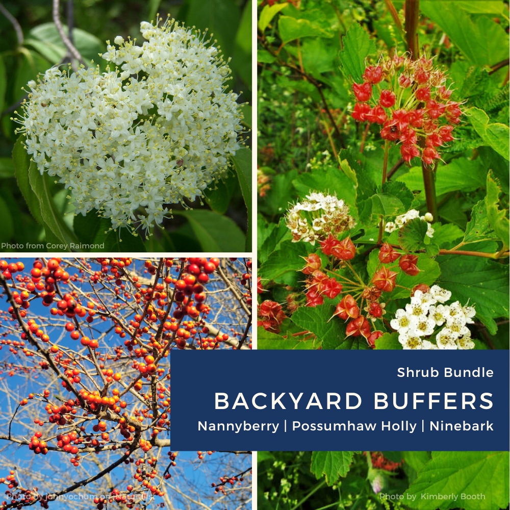 Shrub bundle 2026 (needs edits).png