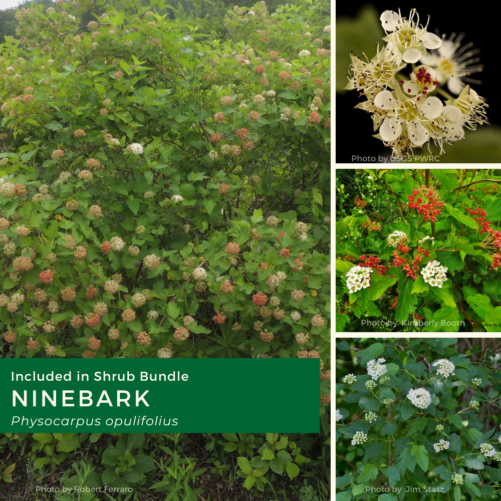 Shrub bundle 2026 (needs edits) (3).png