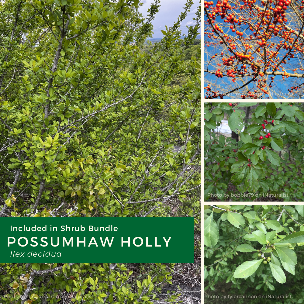 Shrub bundle 2026 (needs edits) (2).png