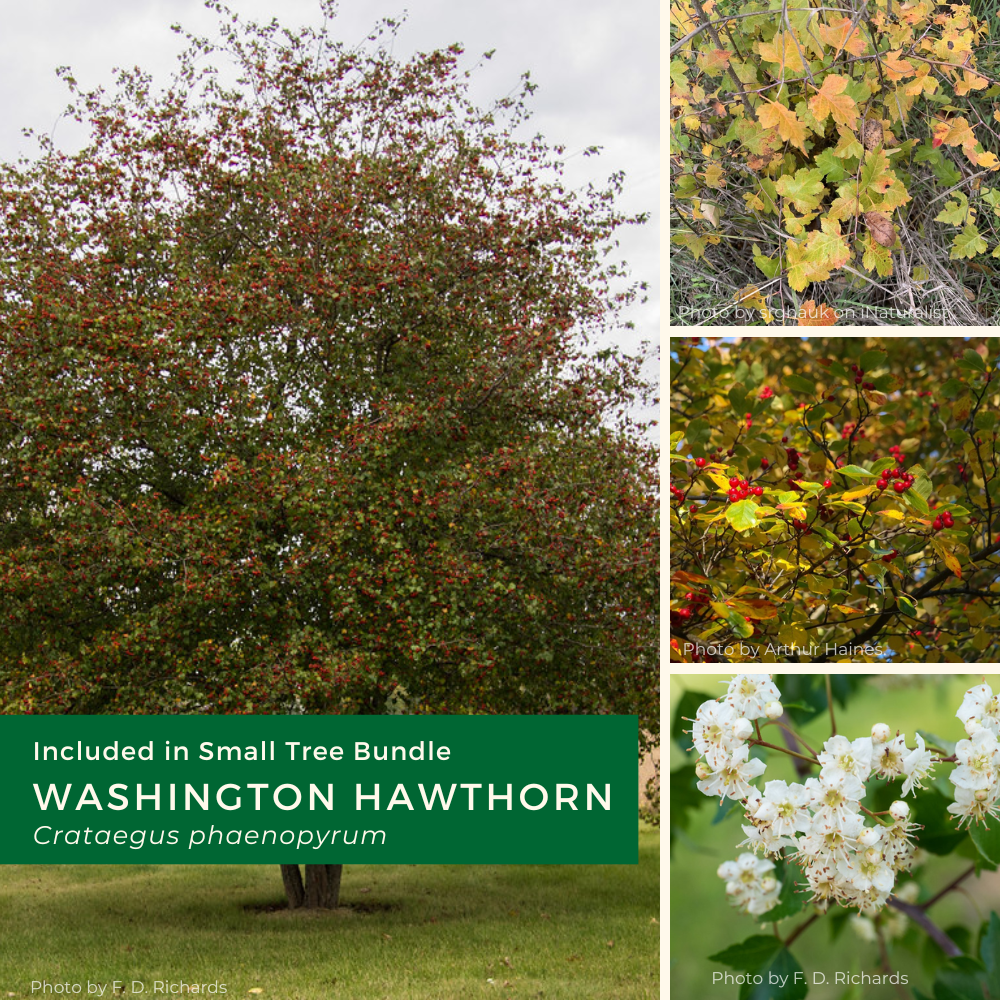 Small bundle 2026 (needs edits) (3).png