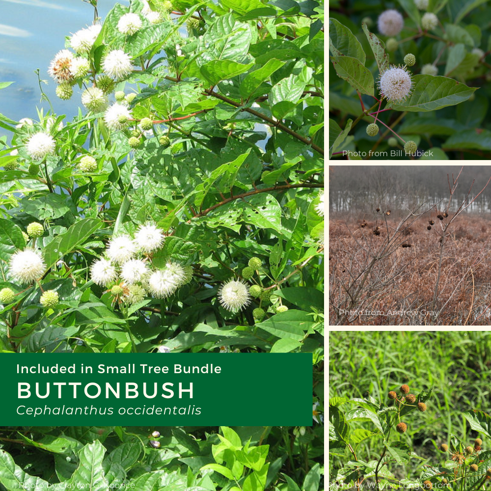 Small bundle 2026 (needs edits) (2).png