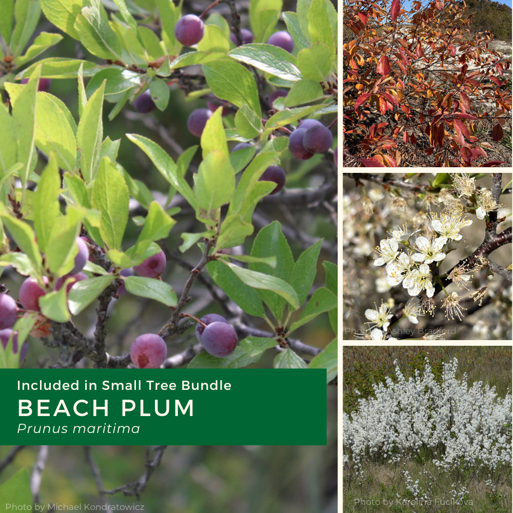 Small bundle 2026 (needs edits) (1).png