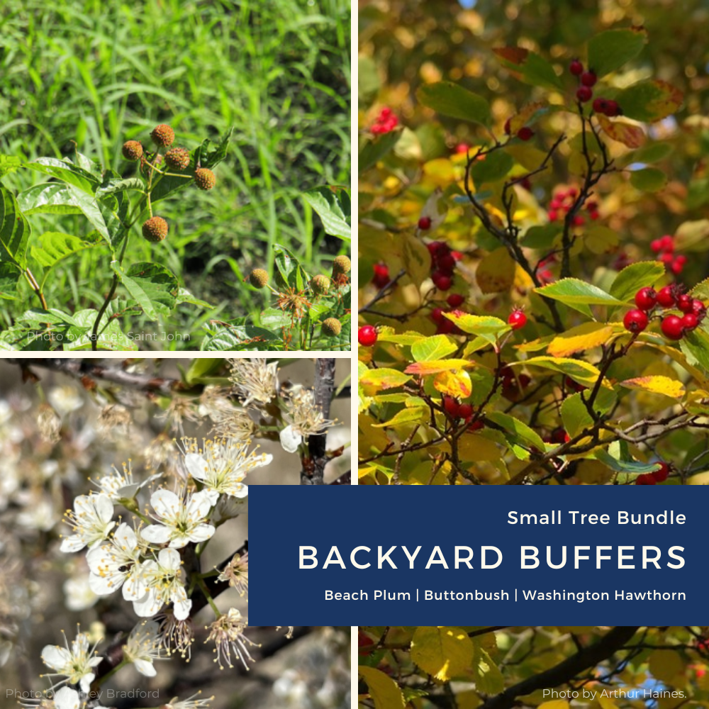 Small bundle 2026 (needs edits).png