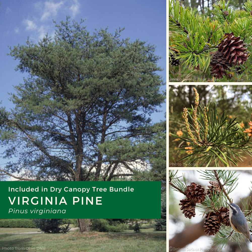 _Dry canopy Bundle 2026 (needs edits) (2).png