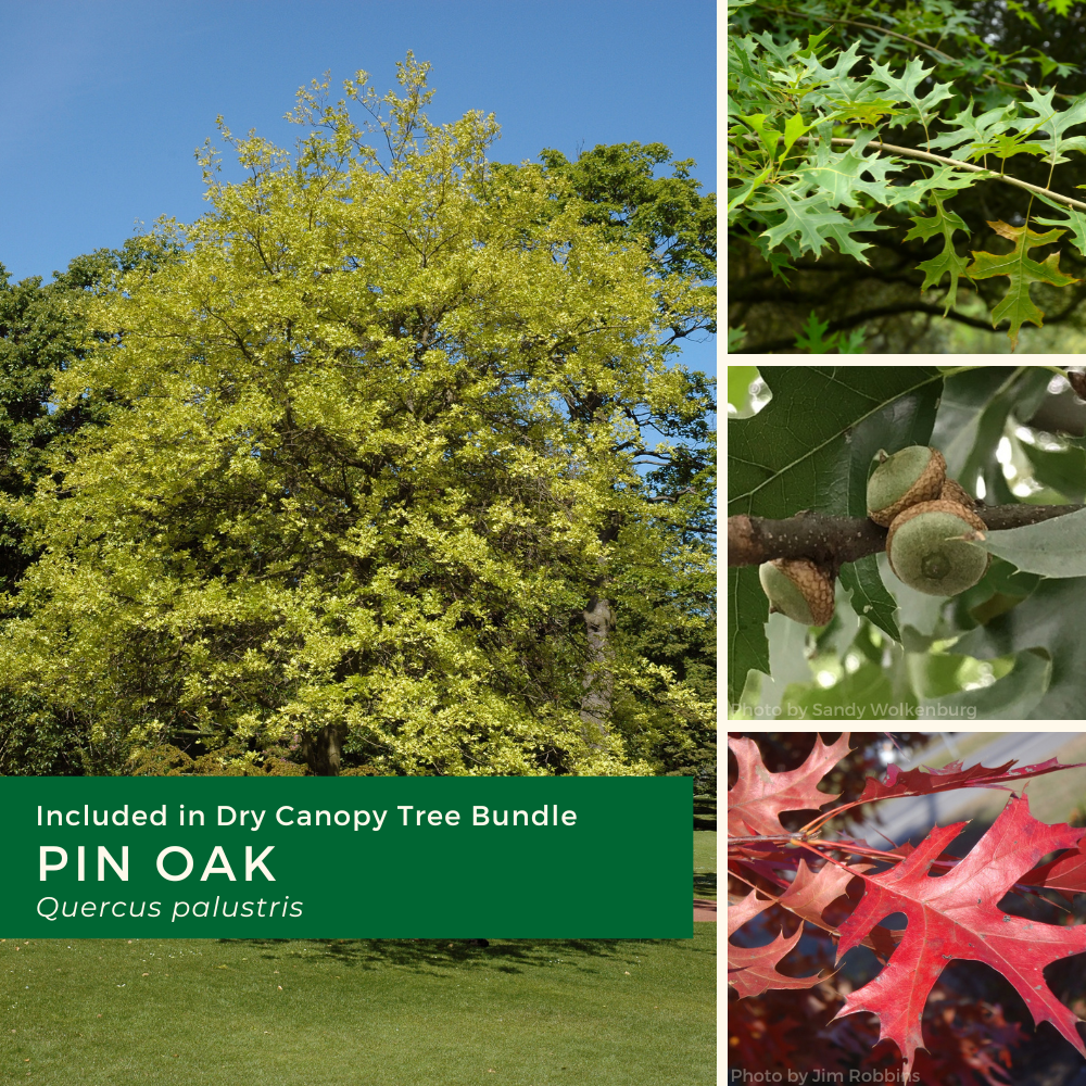 _Dry canopy Bundle 2026 (needs edits) (3).png