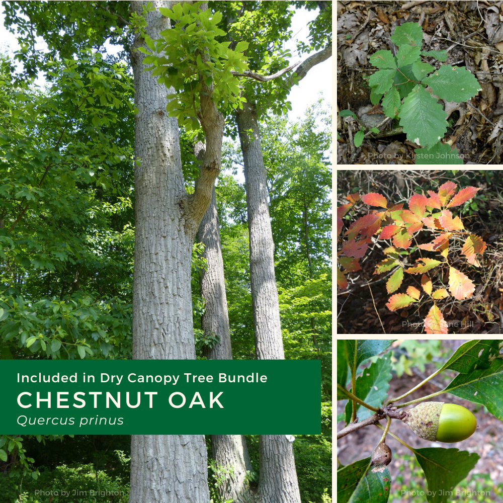 _Dry canopy Bundle 2026 (needs edits) (1).png