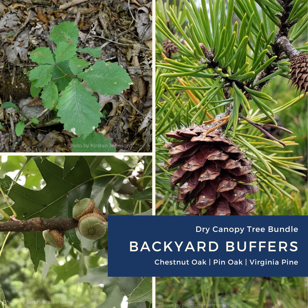 _Dry canopy Bundle 2026 (needs edits).png