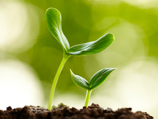 Children's Native Plant Garden at Quiet Waters Park