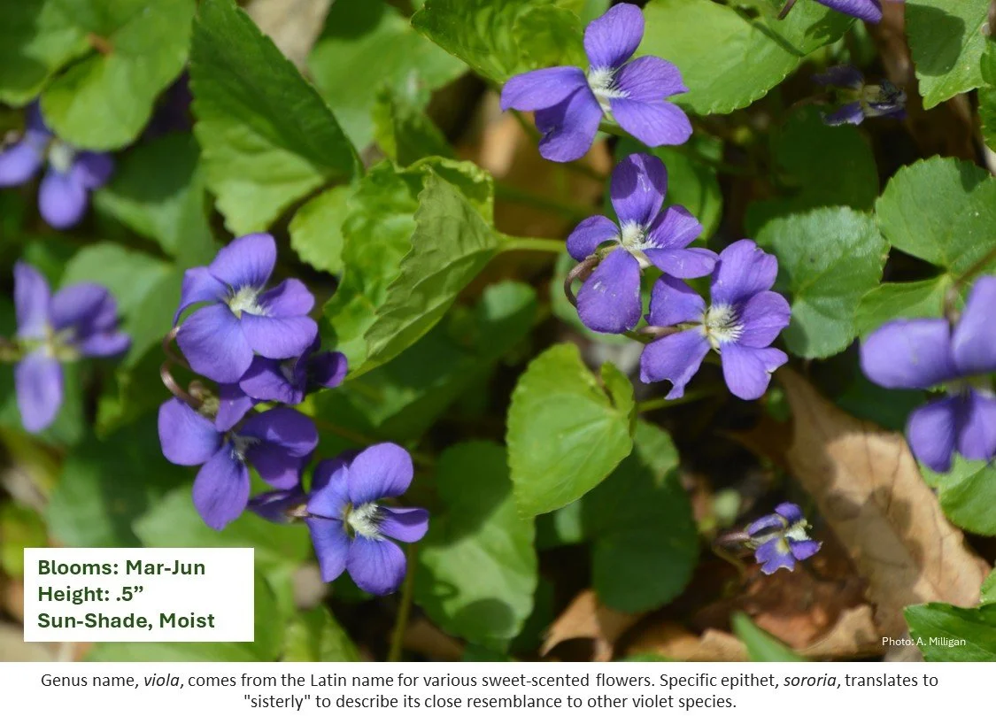 Latin for Gardeners: March 2026