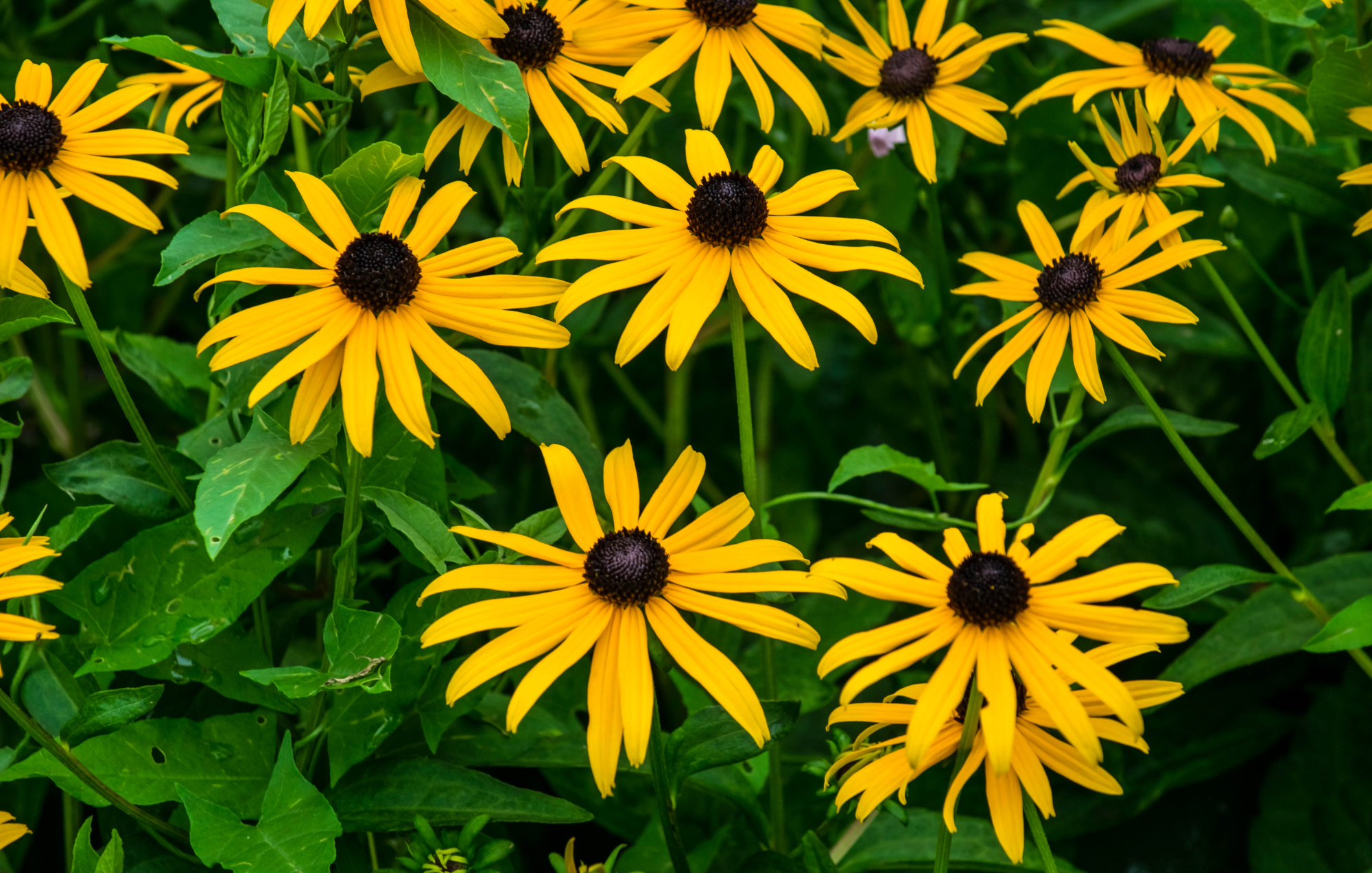 Black Eyed Susan (Rudbeckia hirta)