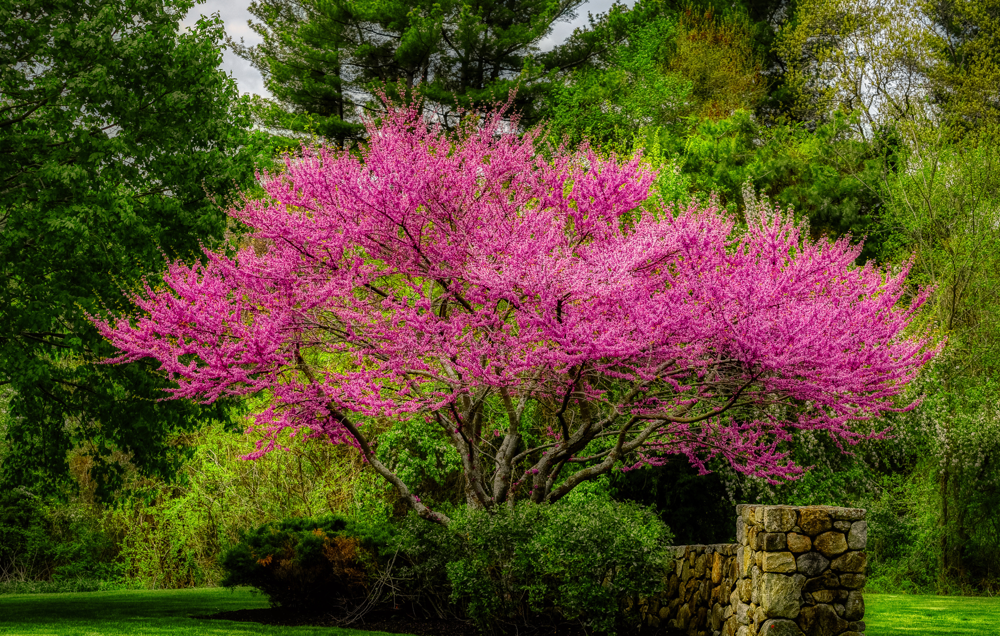 Eastern Redbud (Cercis canadensis)