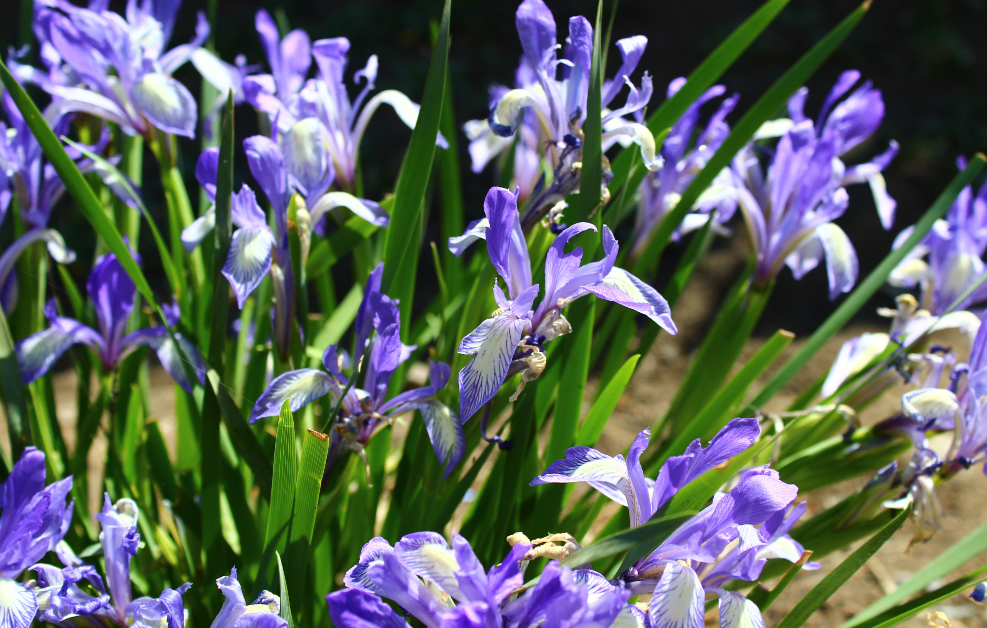 Blue Flag Iris (Iris versicolor)