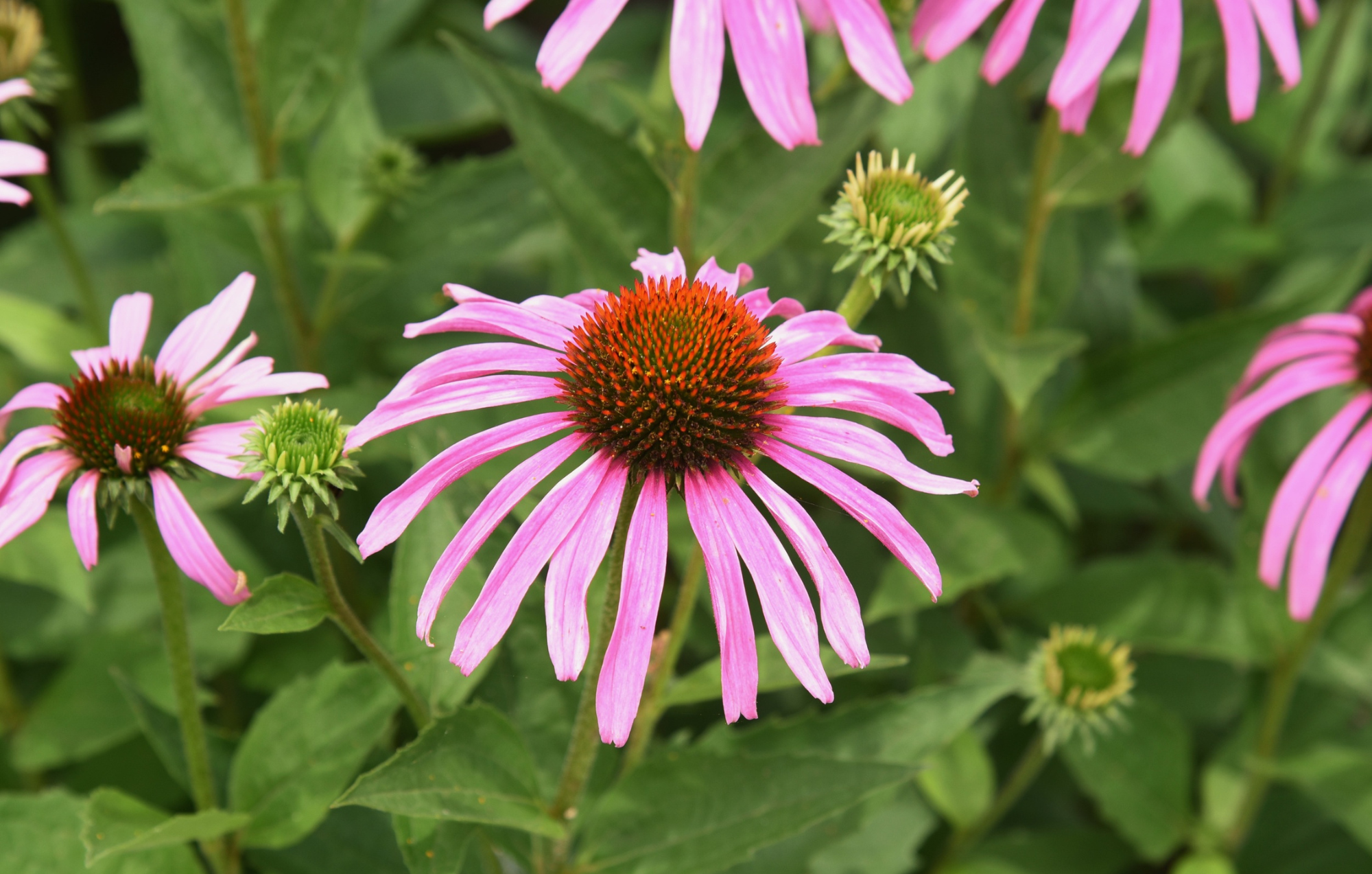 Purple Coneflower (Echinacea purpurea)