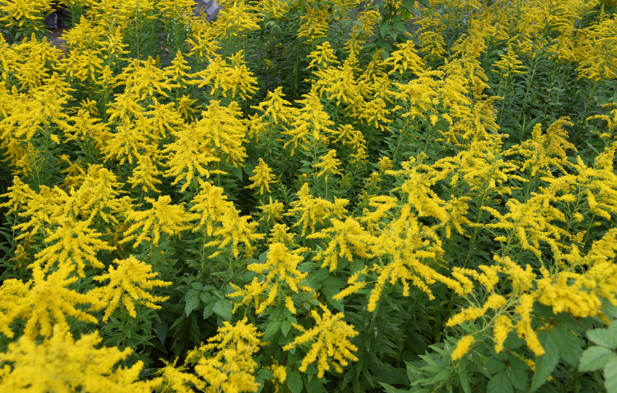 Blue-Stemmed Goldenrod (Solidago caesia)