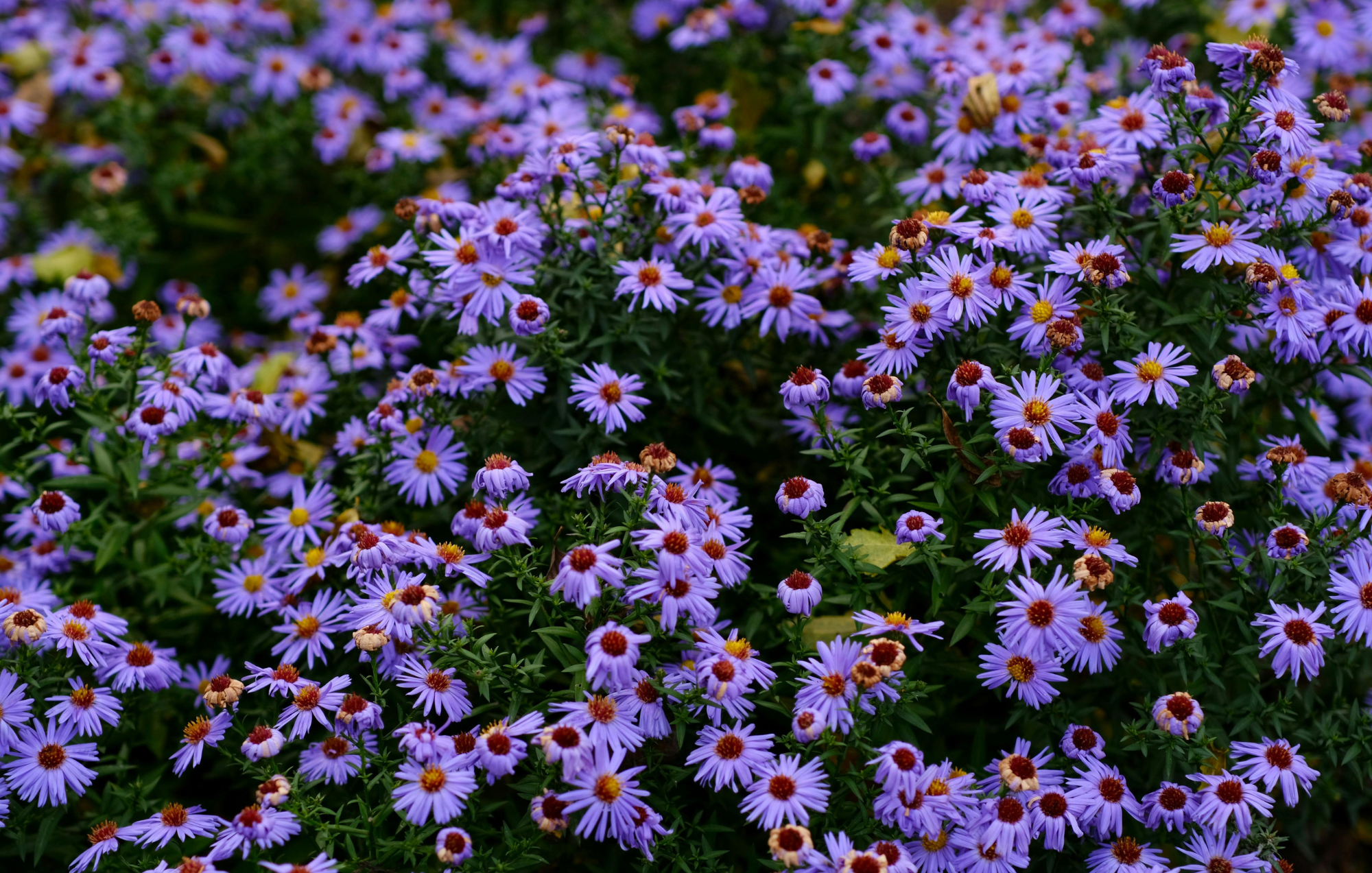 New England Aster (Symphyotrichum novae-angliae)