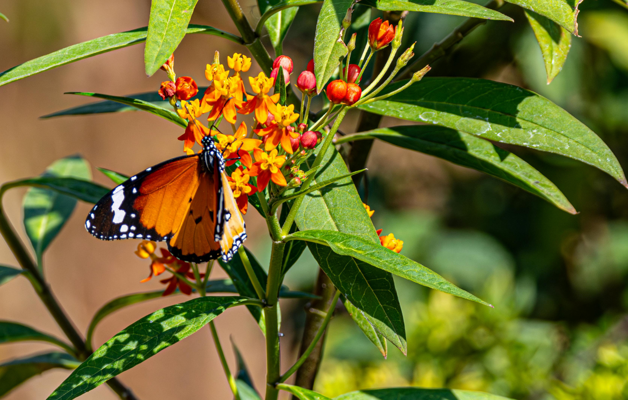 Butterfly Milkweed (Asclepias tuberosa)