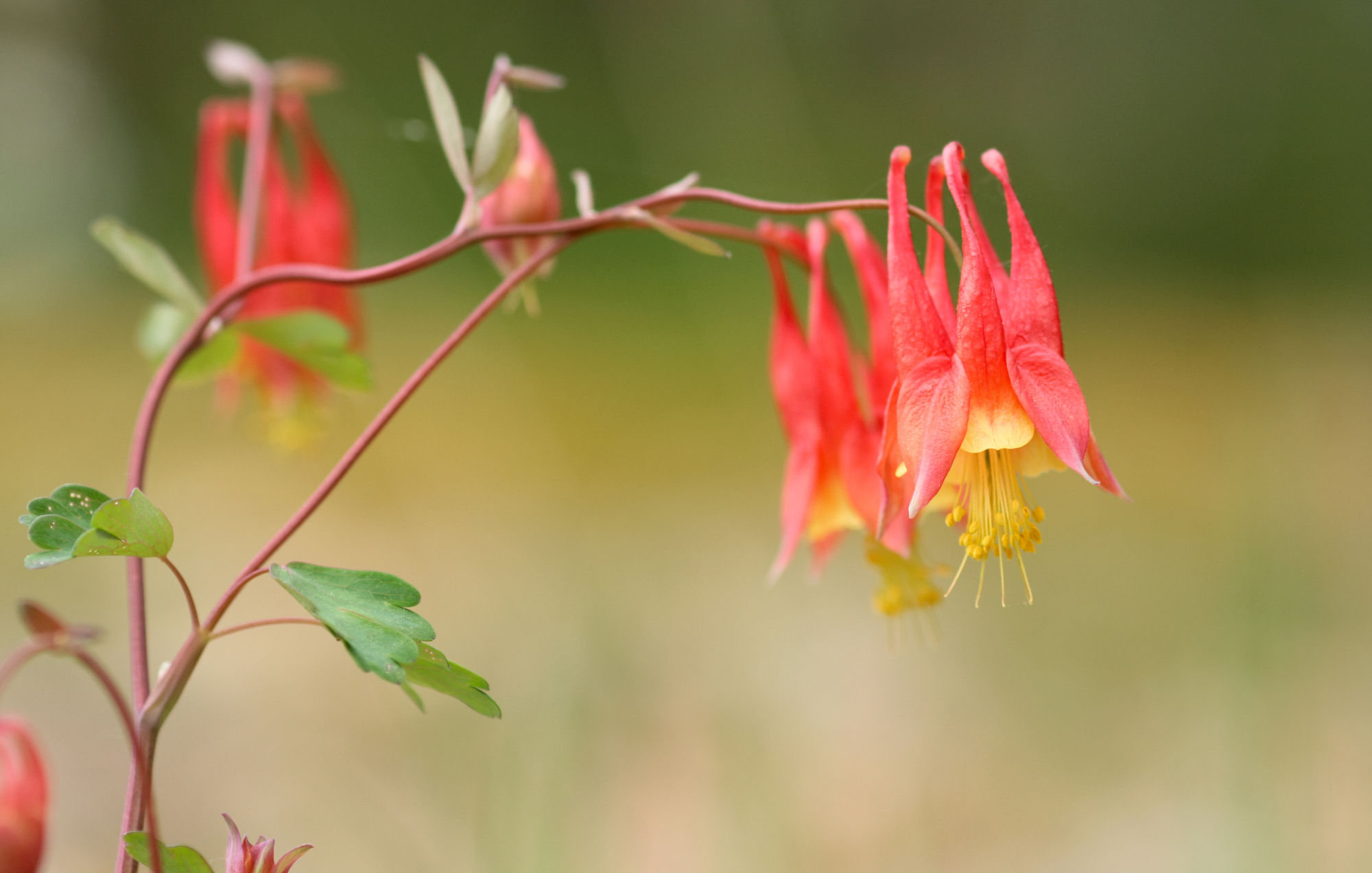 Wild Columbine (Aquilegia canadensis)