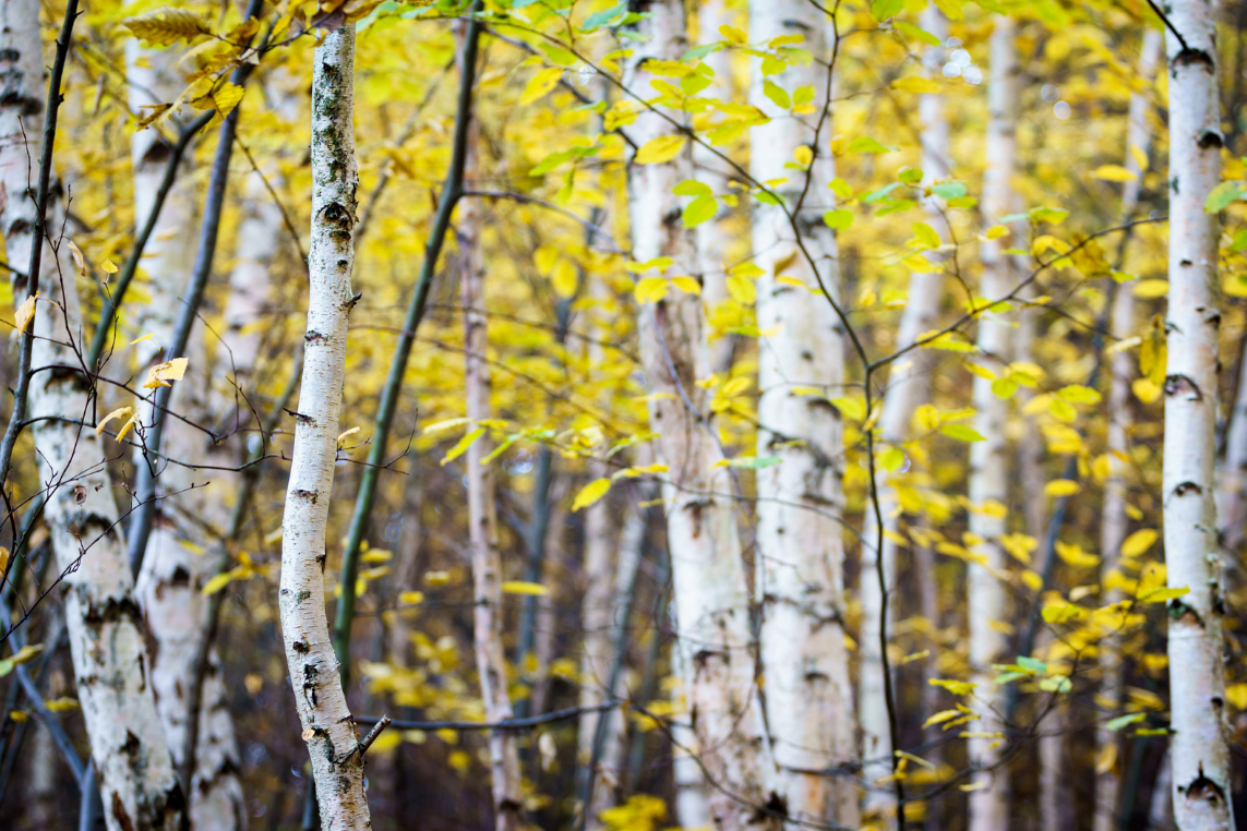 Latin for Gardeners: April 2021