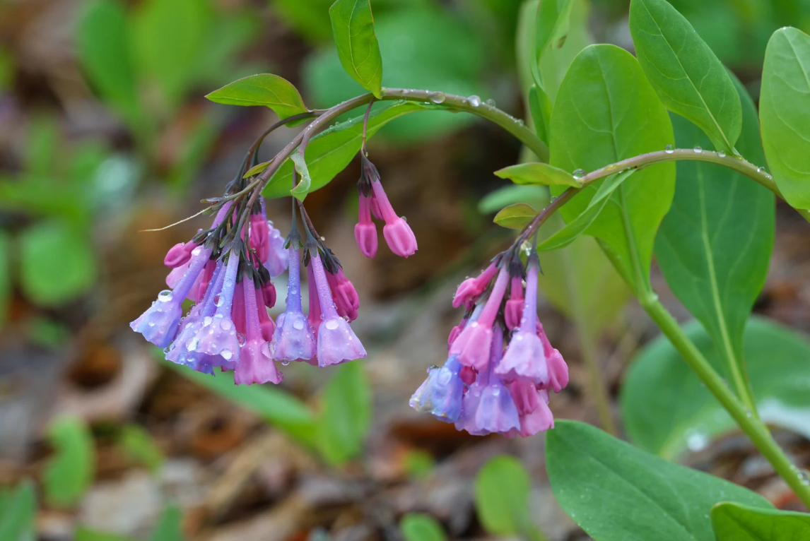 Latin for Gardeners: March 2019