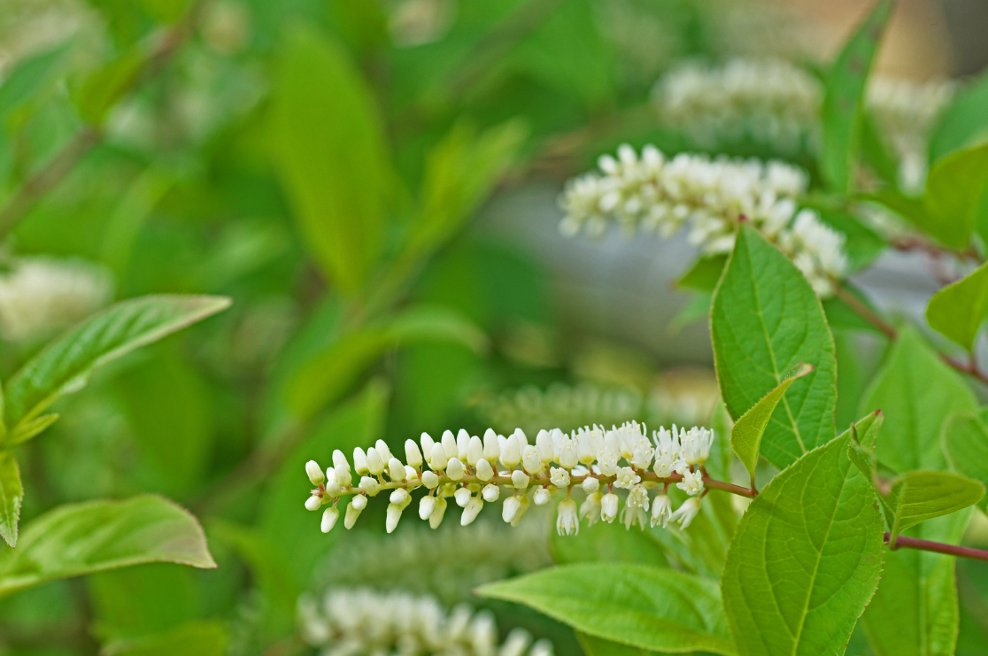 Latin for Gardeners: November 2021