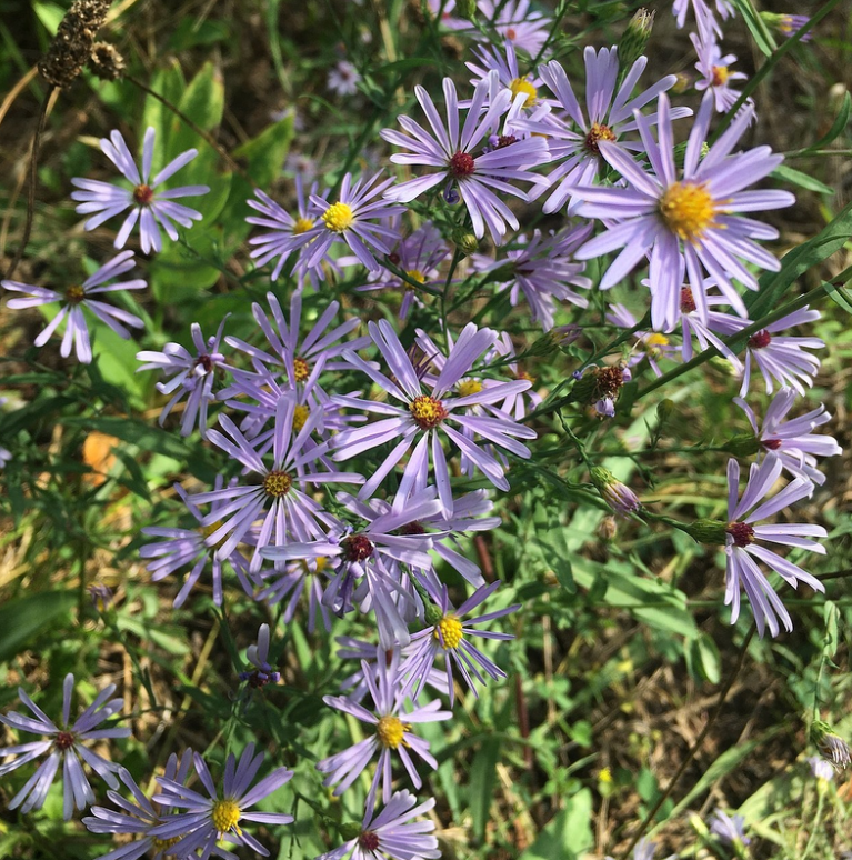 Latin for Gardeners: September 2018