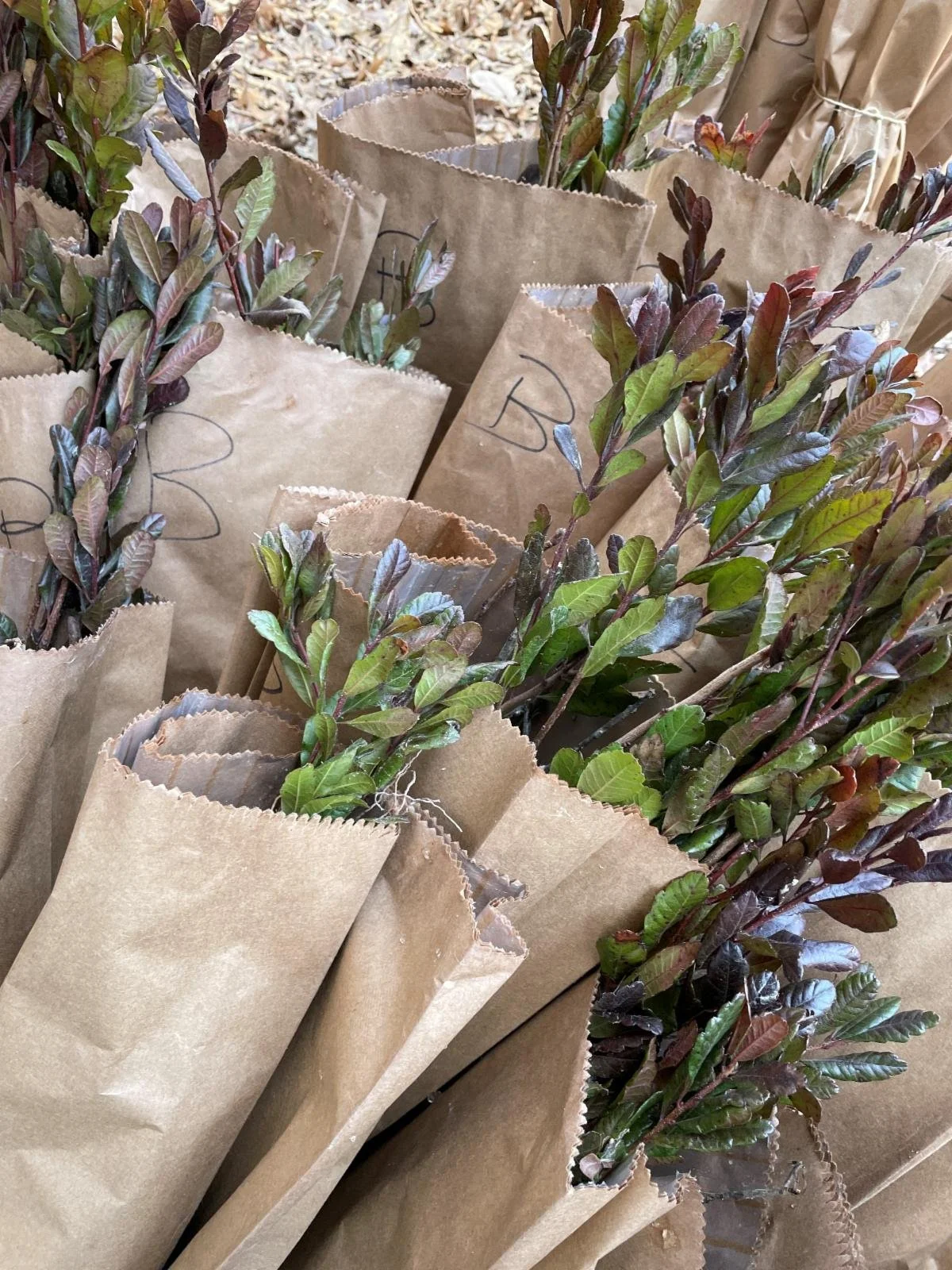 Backyard Buffer Pick-ups